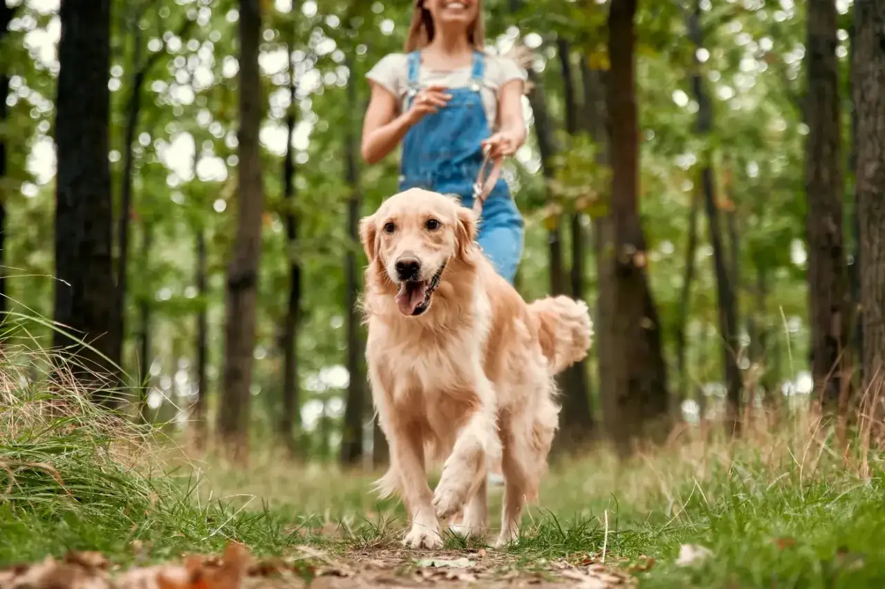 Radosny golden retriever biegnie przez las z właścicielką. Może jeść trawę, bo czuje się źle.
