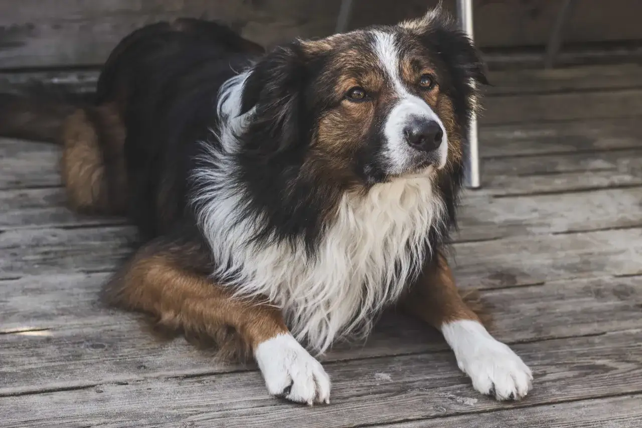 Pies rasy border collie z gęstą, falującą sierścią. Włosy na jego pysku, klatce piersiowej i łapach są białe, kontrastując z ciemnym futrem na grzbiecie.