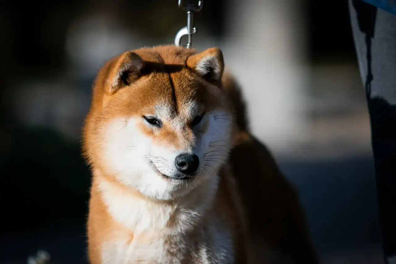 Shiba inu o rudych i białych kolorach sierści, z czarnym nosem i inteligentnymi oczami, na smyczy.