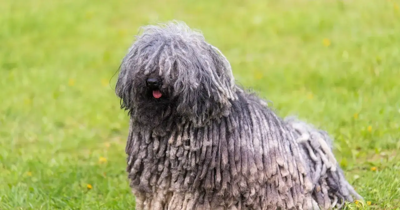 Puli, węgierska rasa psa, z charakterystyczną, dredowatą sierścią, siedzi na zielonej trawie.