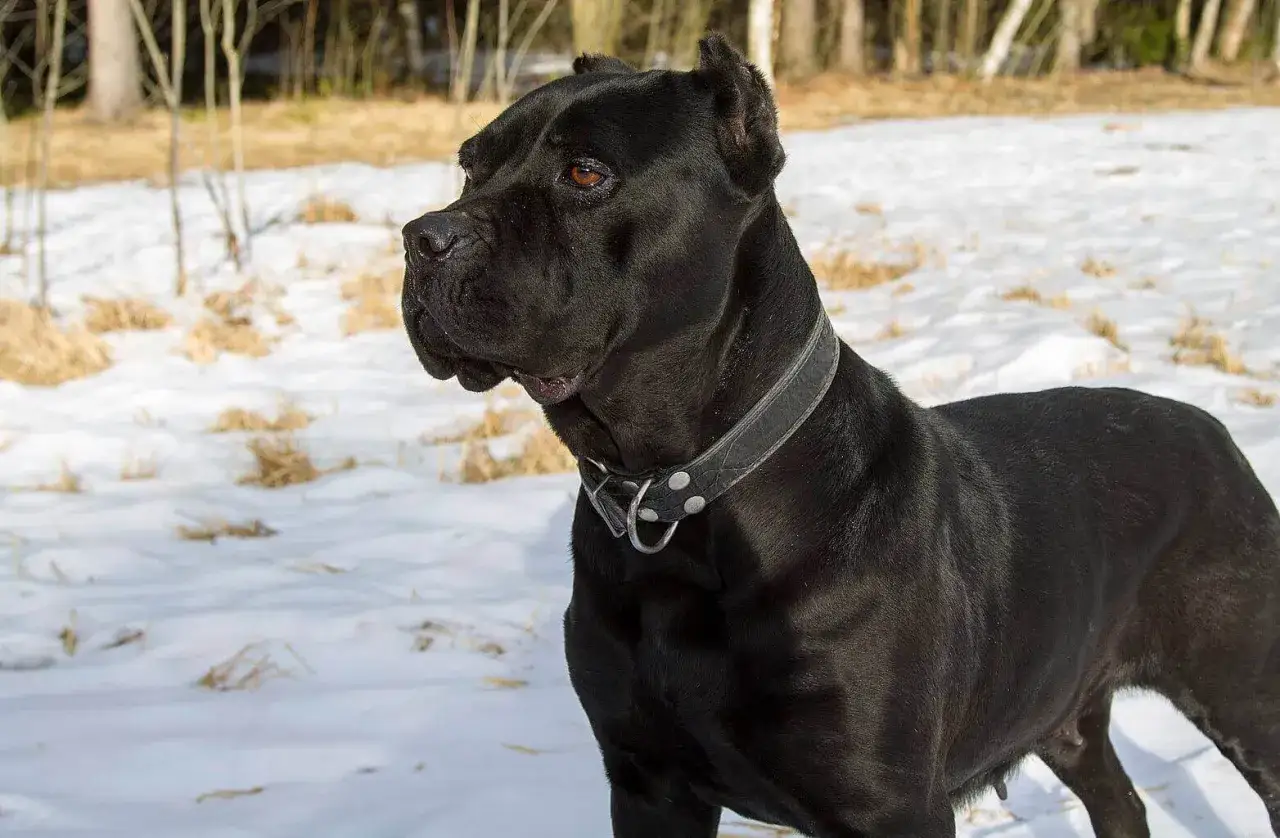 Czarny cane corso z człowiekiem na tle zimowego krajobrazu. Pies ma na szyi skórzaną obrożę.