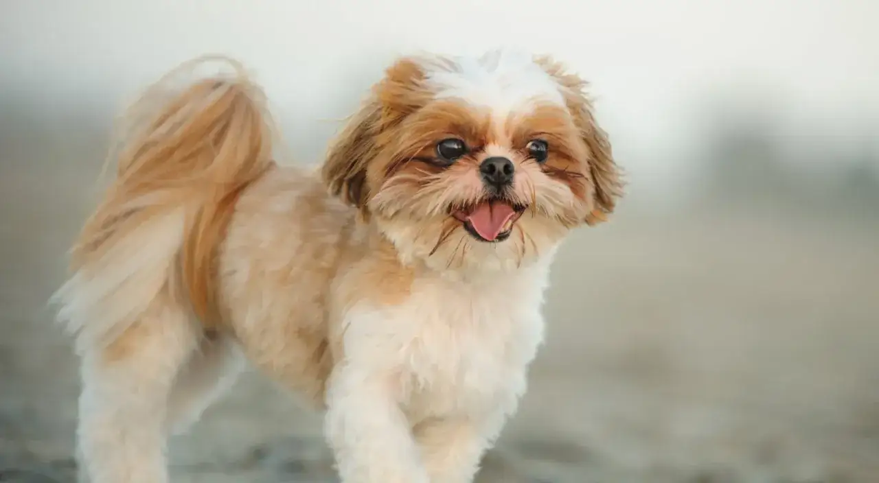 Radosny shih tzu z wywieszonym językiem, uosobienie przyjaznego shih tzu usposobienia.