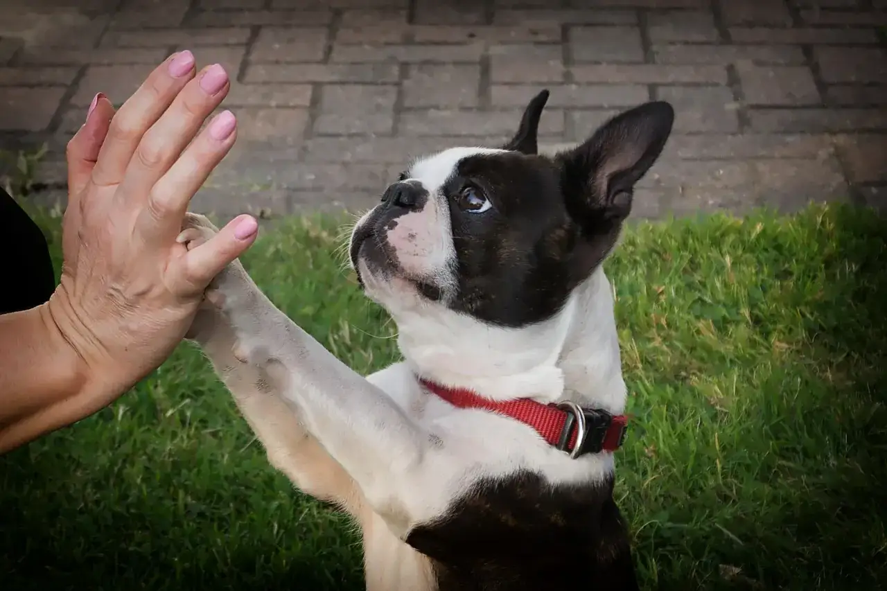 Boston terrier charakter: pies podaje łapę, patrząc z ufnością na człowieka.