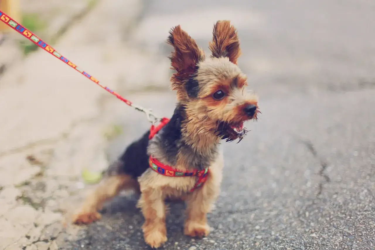 Mały yorkshire terrier na smyczy szczeka na ludzi, ostrzegając ich przed swoim terytorium.