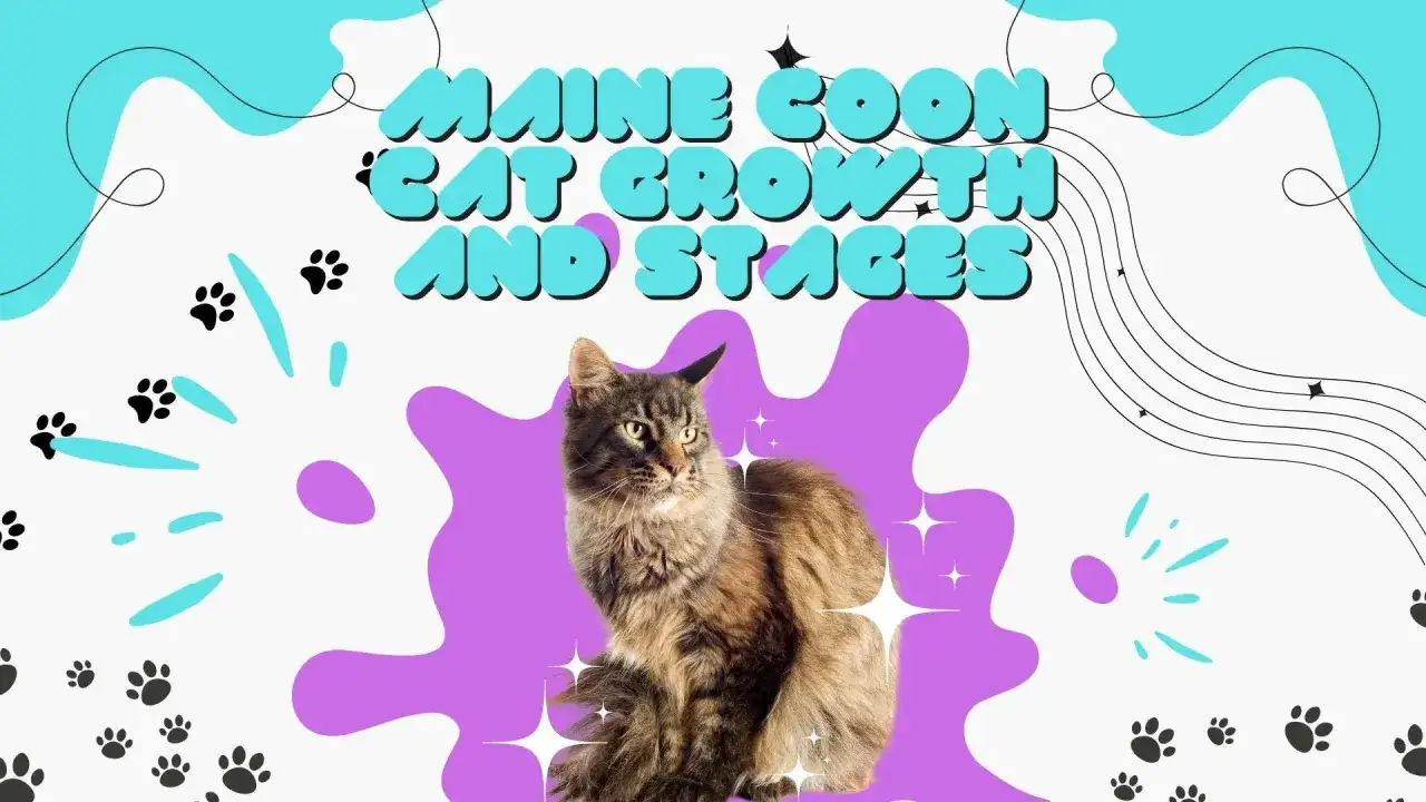 Piękny kot rasy Maine Coon, kt&oacute;ry może żyć nawet 15 lat, na tle kolorowych kształt&oacute;w i psich łapek.