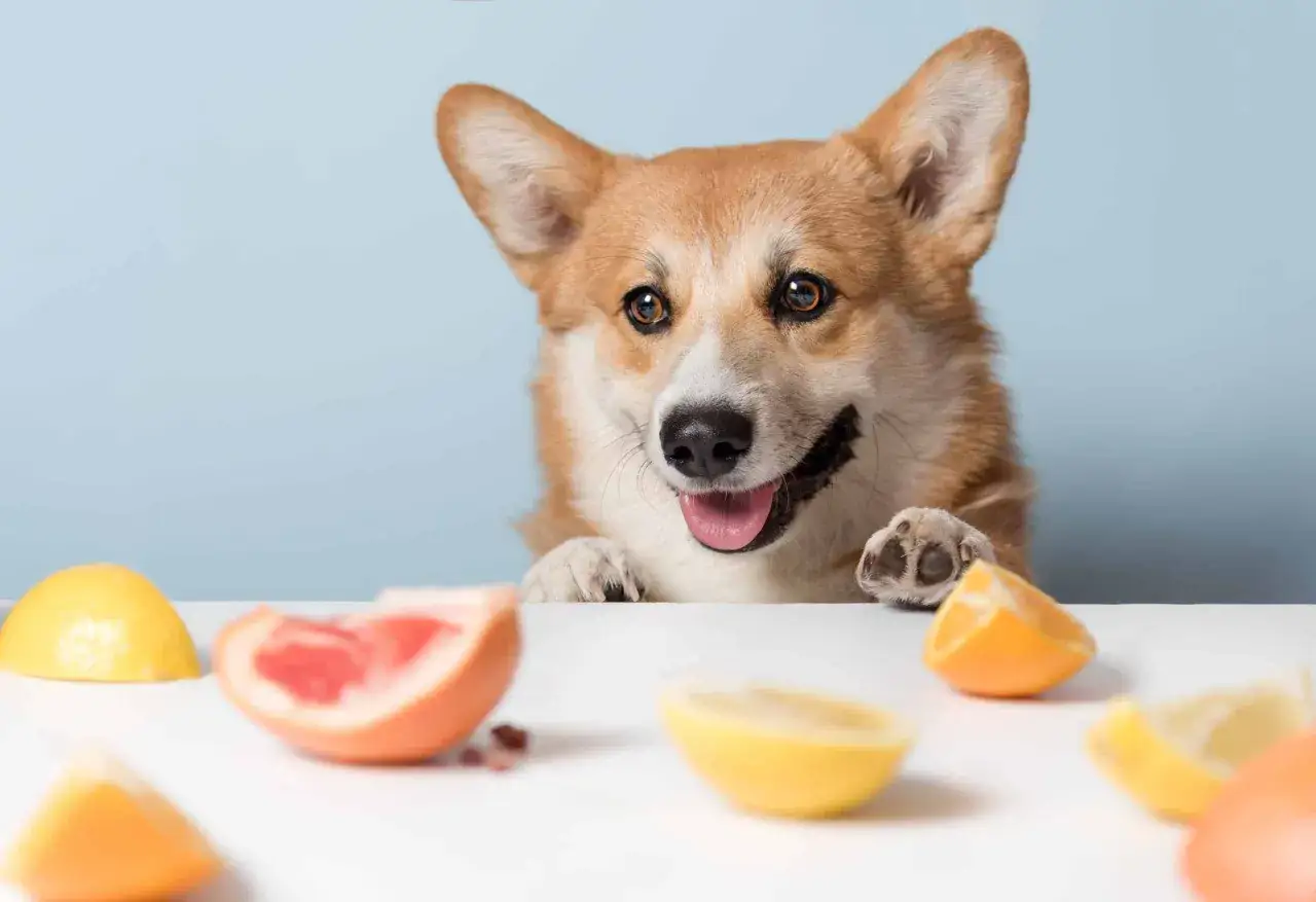 Uroczy corgi z zaciekawieniem spogląda na owoce. Czy pies może mandarynkę? Ten słodki psiak wydaje się zastanawiać nad tym pytaniem.