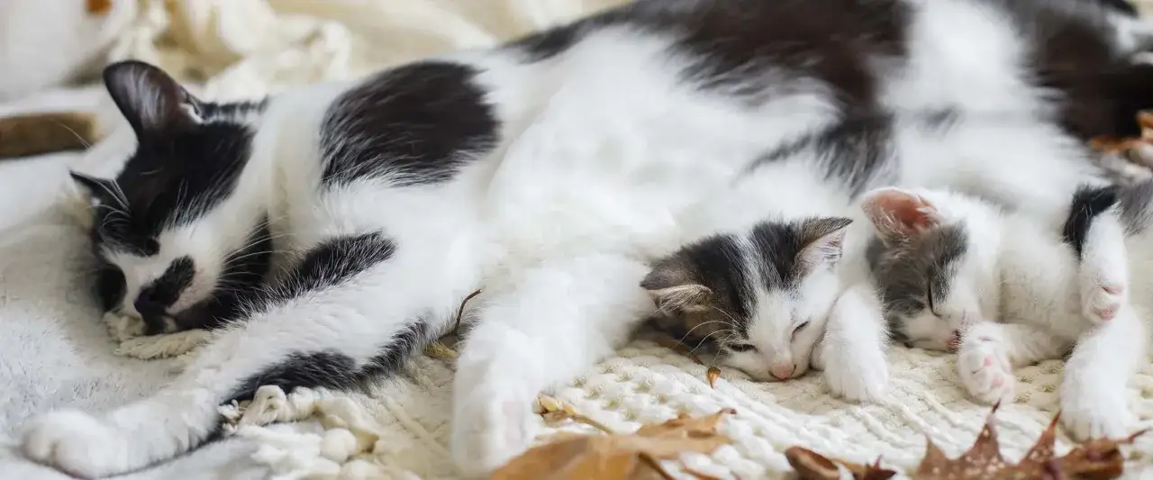Mama kotka czuwa nad śpiącymi, 4-tygodniowymi kociętami. Ich spokojny sen to dow&oacute;d na udane karmienie.