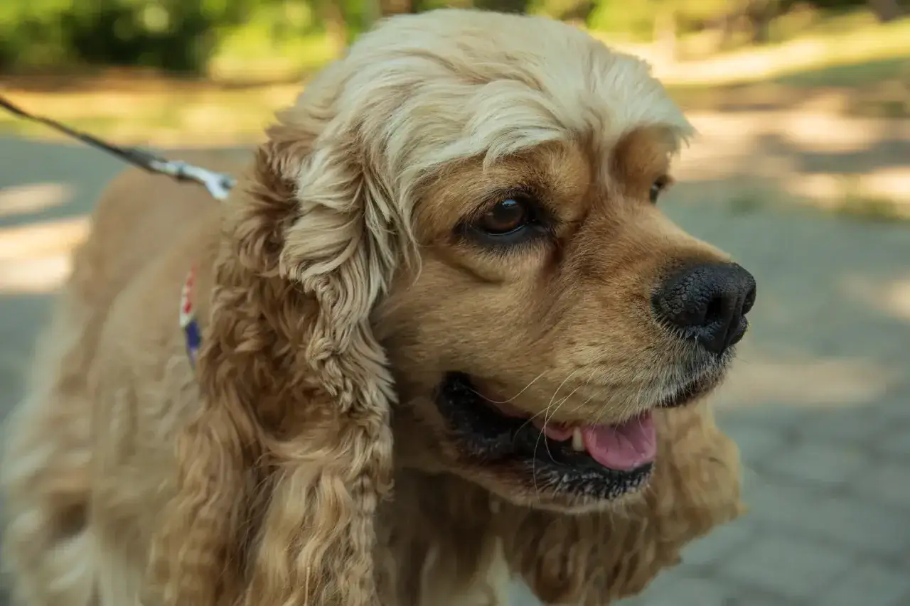 Uśmiechnięty cocker spaniel, którego radosny charakter widać w spojrzeniu. Długie, falujące uszy i błyszcząca sierść.