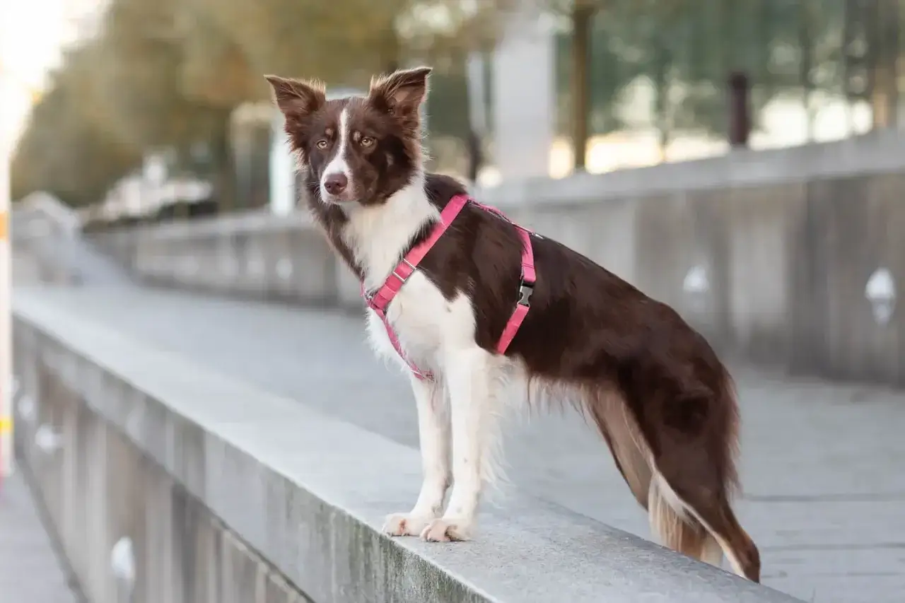 Elegancki border collie krótkowłosy w różowej obroży stoi na betonowym murku, czujnie obserwując otoczenie.