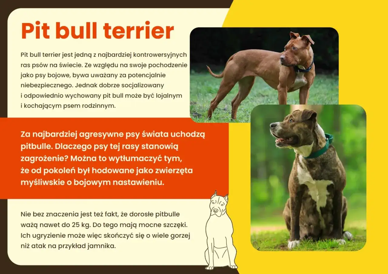 Dwa psy rasy pit bull terrier, jedne z 10 najgroźniejszych psów na świecie, na tle zieleni. Jeden stoi, drugi siedzi.