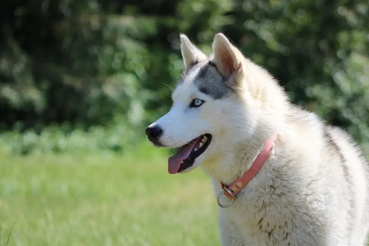 Piękny husky z niebieskimi oczami, jedna z najładniejszych ras psów, w różowej obroży na tle zieleni.