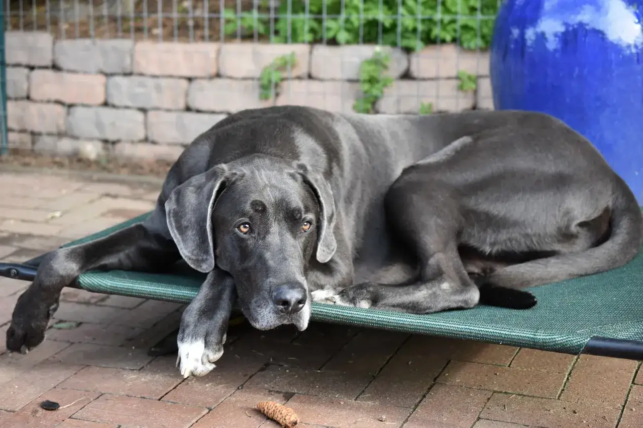 Szary dog niemiecki leży na legowisku. Wiele osób zastanawia się, ile żyje pies z dysplazją, ale ten pies wygląda na zrelaksowanego.