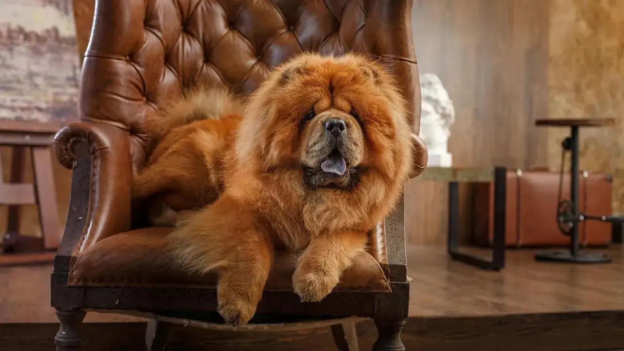 Puszysty chow chow w eleganckim fotelu. Jego waga nie przeszkadza mu w wygodnym odpoczynku.