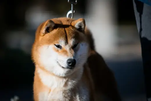 Umaszczenie shiba inu - 5 kolorów i znaczenie urajiro