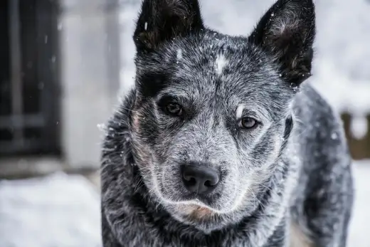 Blue heeler - charakter, potrzeby i zdrowie psa