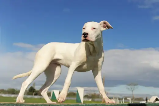 Ile waży dog argentyński? Norma, sylwetka i kontrola wagi