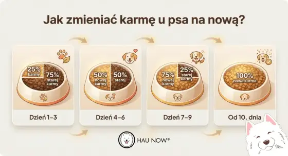 Zmiana karmy u psa krok po kroku. Jak uniknąć biegunki?