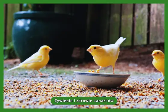 Co jedzą kanarki? Zasady zdrowego żywienia