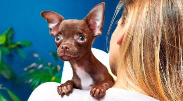 Mały, brązowy chihuahua na ramieniu dziewczyny. Zastanawiasz się, ile żyje chihuahua miniaturka? Te małe pieski potrafią żyć długo!