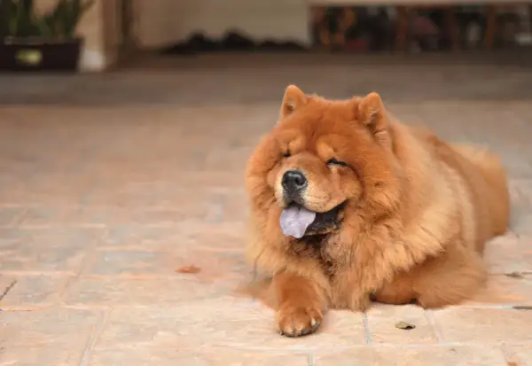 Puszysty chow chow z językiem na wierzchu, zrelaksowany na płytkach. Jego waga jest idealna do przytulania.