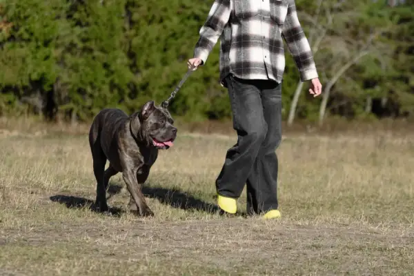 Mocny cane corso z człowiekiem na spacerze po łące. Piesek wesoło macha ogonem, a jego opiekun idzie obok.