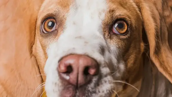 Zbliżenie na pysk psa rasy beagle. Widać jego brązowe oczy, jedno z nich lekko zaczerwienione, oraz wilgotny, różowy nos.
