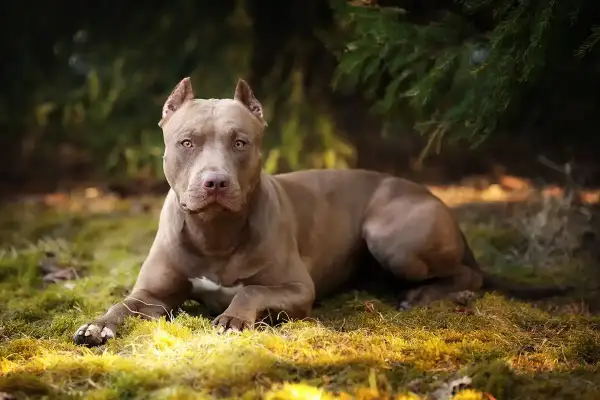 Potężny pies rasy pitbull o brązowej sierści leży na trawie w lesie, z uwagą obserwując otoczenie.