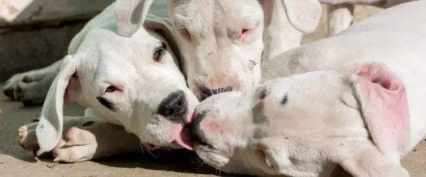 Trzy białe szczenięta Dogo Argentino, które często pojawiają się na listach 10 najgroźniejszych psów na świecie, bawią się ze sobą.