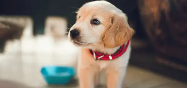 Uroczy, 6 tygodniowy szczeniak golden retriever w czerwonej obroży czeka przy niebieskiej miseczce.