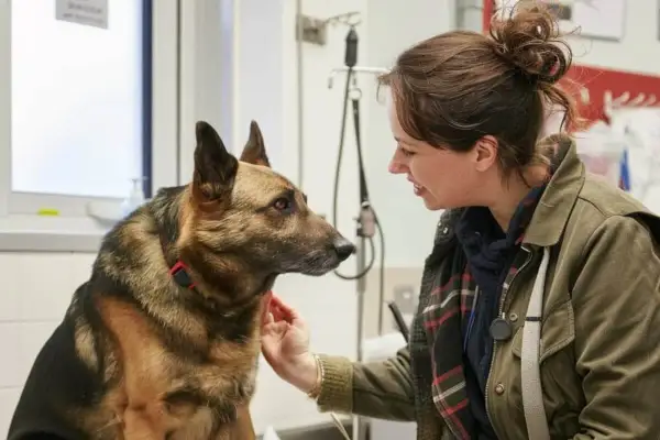 Weterynarz uspokaja owczarka niemieckiego z podwyższonym tętnem. Pies wygląda na zaniepokojonego, ale ufnie patrzy na kobietę.