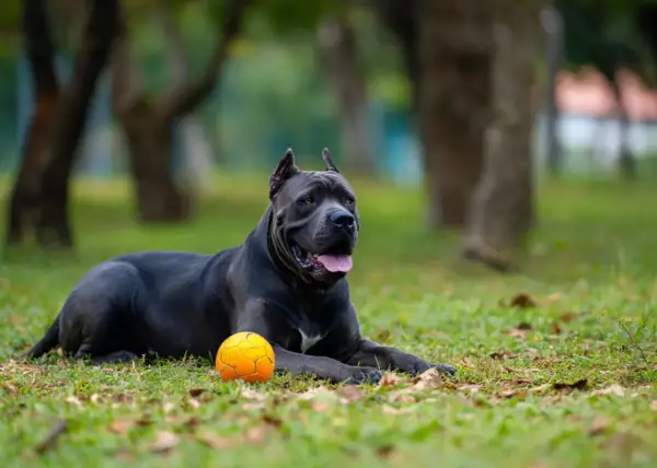 Potężny pies rasy cane corso, z imponującym wzrostem, leży na trawie obok pomarańczowej piłki.