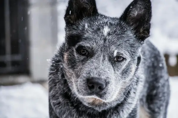 Zimowy portret blue heeler w śniegu. Pies ma piękne, bystre oczy i charakterystyczne umaszczenie.