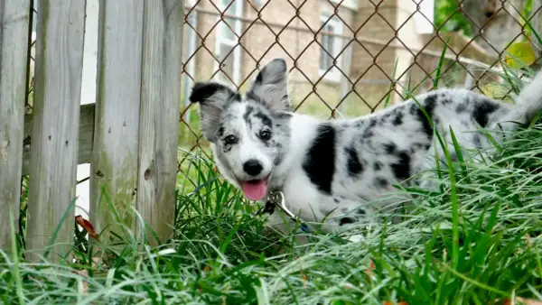 Szczeniak border collie z pięknym, marmurkowym umaszczeniem merle, wychyla się z trawy przy drewnianym płocie.