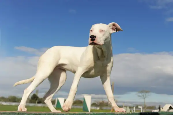 Młody dog argentyński, o wadze około 30 kg, stoi na drewnianej belce na tle błękitnego nieba.