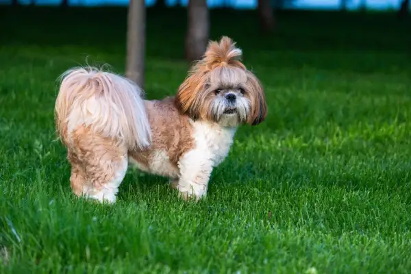 Uroczy shih tzu z puszystym ogonem i kokardką na głowie, emanujący łagodnym usposobieniem, stoi na zielonej trawie.