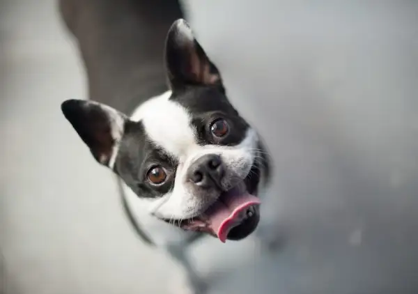 Boston terrier z językiem na wierzchu, patrzący w górę. Czy psy się uśmiechają? Ten wygląda na szczęśliwego!