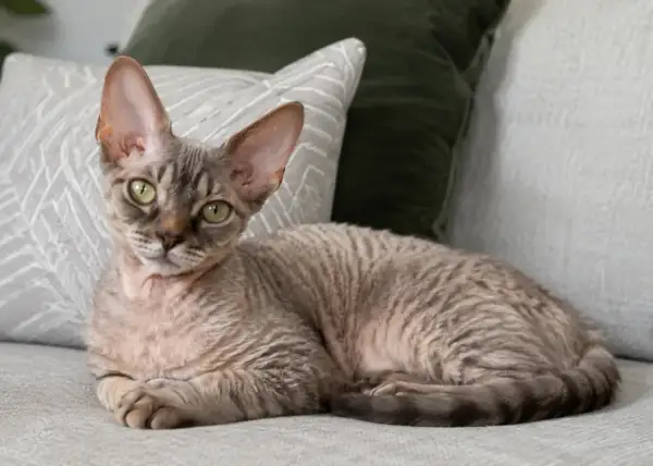 Uroczy devon rex sam w domu, leżący na kanapie wśród poduszek, z charakterystycznymi dużymi uszami i falowaną sierścią.
