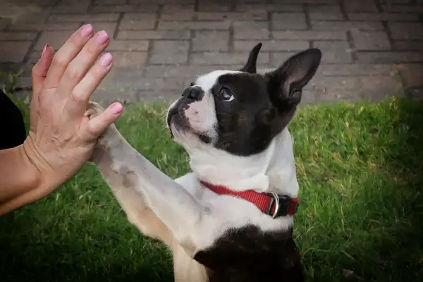 Boston terrier charakter: pies podaje łapę, patrząc z ufnością.