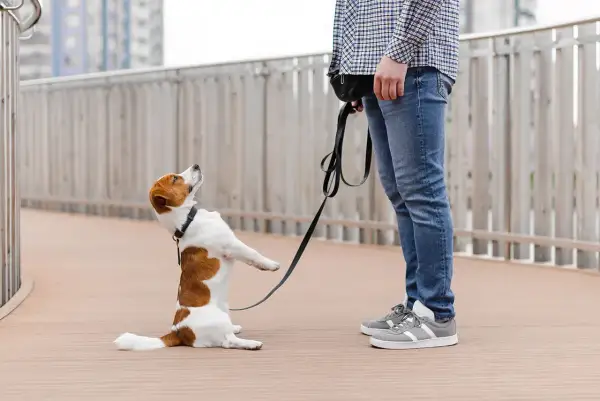 Jack Russell na smyczy, z nosem zadartym do góry, jakby miał ocd u psa. Stoi na dwóch łapach, patrząc na swojego pana.