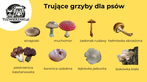 Czy pies może jeść grzyby? Grafika pokazuje trujące grzyby, których należy unikać, np. muchomory, strzępiaki, piestrzenice.