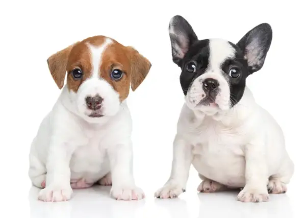 Dwa szczenięta siedzą obok siebie. Po lewej Jack Russell Terrier, po prawej buldożek francuski. Oba to urocze pieski.