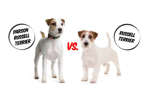Dwa psy rasy jack russell parson terrier stoją obok siebie, porównując swoje cechy.