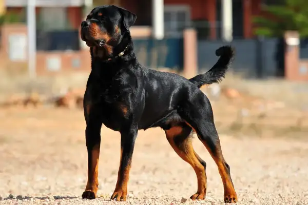 Potężny Rottweiler, jeden z najgroźniejszych groźnych psów, stoi na żwirowej drodze, gotowy do obrony.
